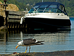 BB 05 0137 / Larus fuscus / Sildemåke